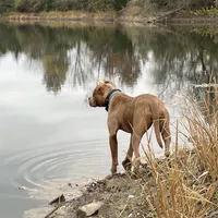 Pup 4, a female American Staffordshire Terrier and American Pit Bull Terrier for sale in Springfield, MO – Photo 3 of 10