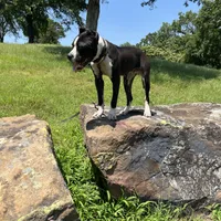 Pup 4, a female American Staffordshire Terrier and American Pit Bull Terrier for sale in Springfield, MO – Photo 5 of 10