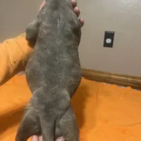 Pup 4, a female American Staffordshire Terrier and American Pit Bull Terrier for sale in Springfield, MO – Photo 8 of 10