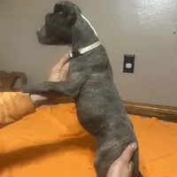 Pup 4, a female American Staffordshire Terrier and American Pit Bull Terrier for sale in Springfield, MO – Photo 7 of 10