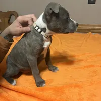 Pup 4, a female American Staffordshire Terrier and American Pit Bull Terrier for sale in Springfield, MO – Photo 9 of 10