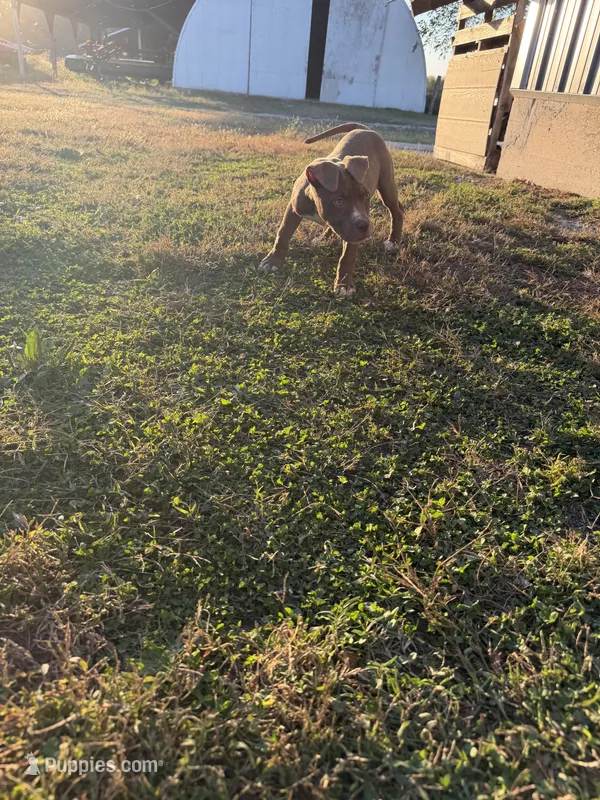 08989 – American Pit Bull Terrier puppy for sale in Walker, MO