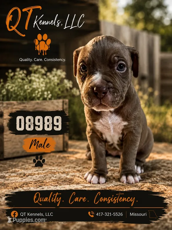 08989 – American Pit Bull Terrier puppy for sale in Walker, MO