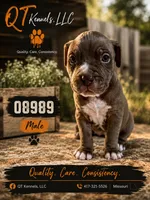 08989, a male American Pit Bull Terrier for sale in Camdenton, MO – 3 of 3