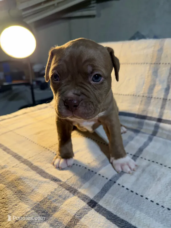 08990 – American Pit Bull Terrier puppy for sale in Nevada, MO