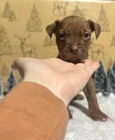 Puppy 4, a female American Staffordshire Terrier and American Pit Bull Terrier for sale in Nevada, MO – Photo 2 of 4