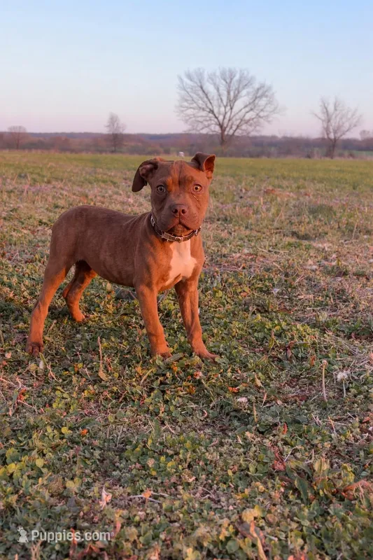Puppy 4 – American Staffordshire Terrier, American Pit Bull Terrier puppy for sale in Nevada, MO