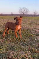 Puppy 4, a female American Staffordshire Terrier and American Pit Bull Terrier for sale in Nevada, MO – Photo 1 of 4