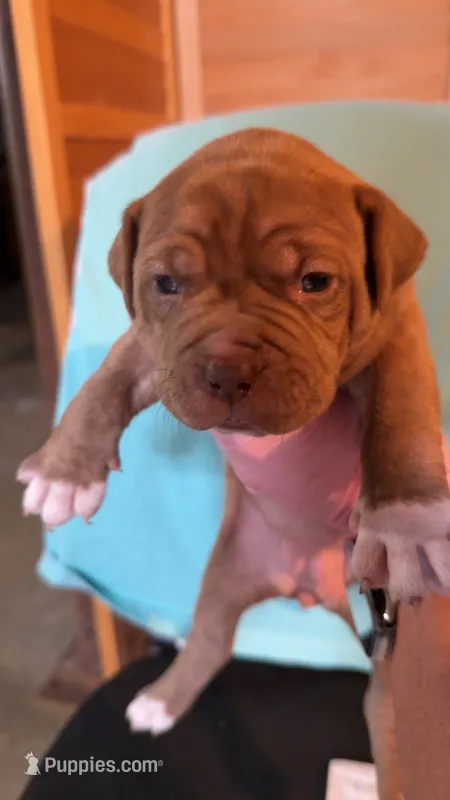 08990 – American Pit Bull Terrier puppy for sale in Nevada, MO