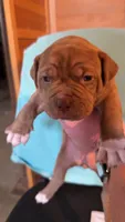 08990, a female American Pit Bull Terrier for sale in Nevada, MO – 1 of 2