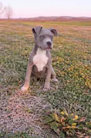 Puppy 6, a female American Staffordshire Terrier and American Pit Bull Terrier for sale in Nevada, MO – Photo 1 of 8