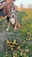 Puppy 6, a female American Staffordshire Terrier and American Pit Bull Terrier for sale in Nevada, MO – Photo 3 of 8