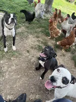 Puppy 6, a female American Staffordshire Terrier and American Pit Bull Terrier for sale in Nevada, MO – Photo 8 of 8