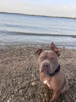 Puppy 6, a female American Staffordshire Terrier and American Pit Bull Terrier for sale in Nevada, MO – Photo 7 of 8