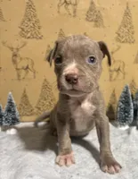 Puppy 6, a female American Staffordshire Terrier and American Pit Bull Terrier for sale in Nevada, MO – Photo 5 of 8