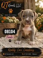 08104, a female American Pit Bull Terrier for sale in Camdenton, MO – 3 of 3