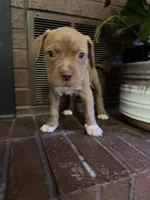 08990, a female American Pit Bull Terrier for sale in Walker, MO – 4 of 6
