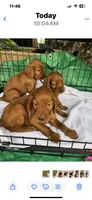 Green girl, a female Irish Setter for sale in Jasper, TX – 2 of 2