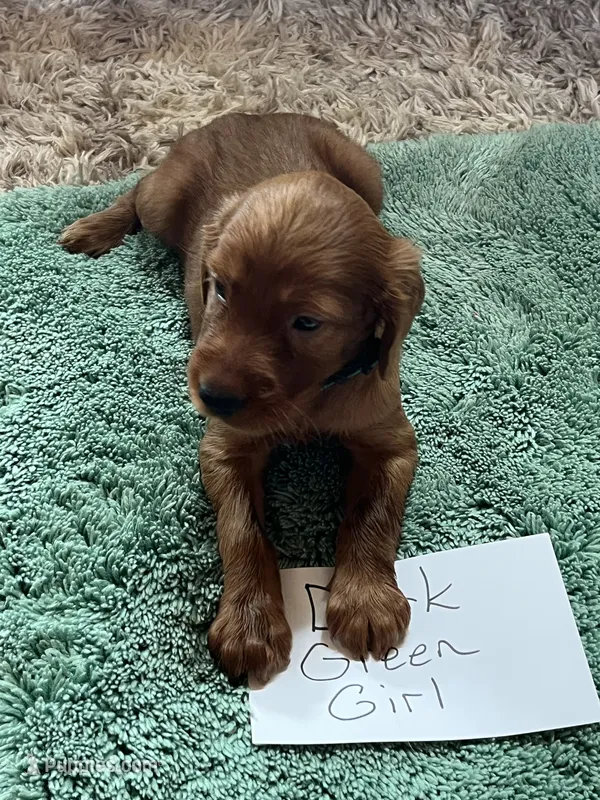Red girl – Irish Setter puppy for sale in Jasper, TX