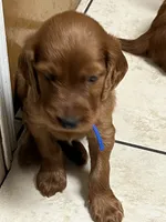 Blue boy, a male Irish Setter for sale in Jasper, TX – 1 of 1