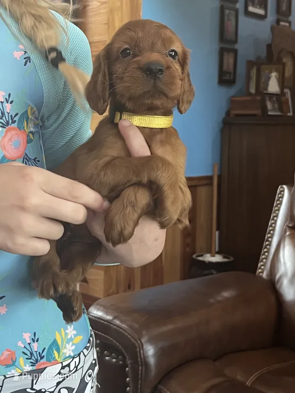 Yellow girl – Irish Setter puppy for sale in Jasper, TX