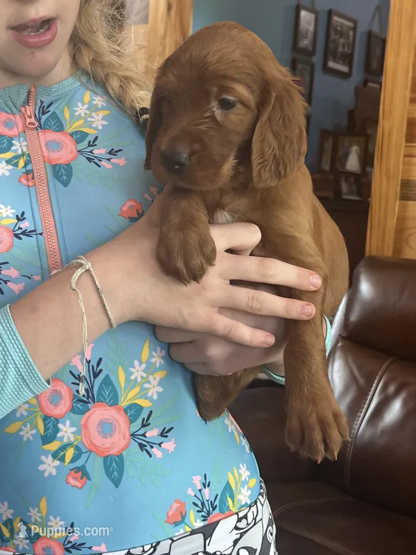 Green girl – Irish Setter puppy for sale in Jasper, TX
