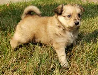 Maple, a female Australian Shepherd and Pomeranian for sale in Clare, MI – 4 of 4
