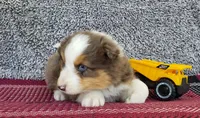 Maverick , a male Australian Shepherd for sale in Clare, MI – 2 of 4
