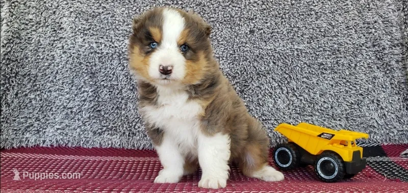 Maverick  – Australian Shepherd puppy for sale in Clare, MI