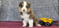 Maverick , a male Australian Shepherd for sale in Clare, MI – 1 of 4