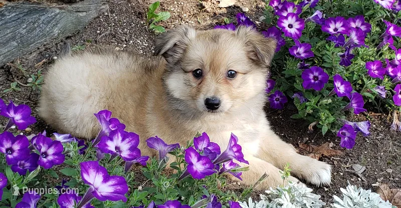 Maple – Australian Shepherd, Pomeranian puppy for sale in Clare, MI