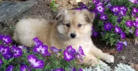 Maple, a female Australian Shepherd and Pomeranian for sale in Clare, MI – 1 of 4