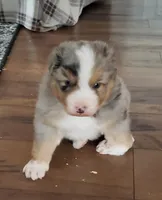 Lance, a male Australian Shepherd for sale in Clare, MI – Photo 4 of 5