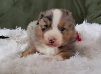 Lance, a male Australian Shepherd for sale in Clare, MI – Photo 5 of 5