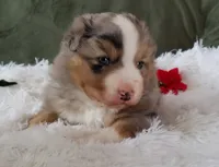 Lance, a male Australian Shepherd for sale in Clare, MI – Photo 2 of 5