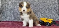 Maverick , a male Australian Shepherd for sale in Clare, MI – 4 of 4