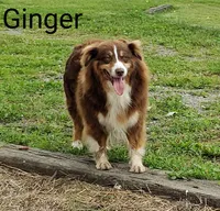 Molly , a female Australian Shepherd for sale in Clare, MI – 2 of 3