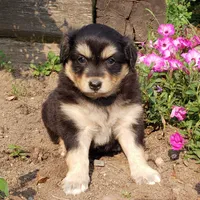 Ember, a female Australian Shepherd and Pomeranian for sale in Clare, MI – 2 of 5