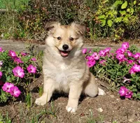 Maple, a female Australian Shepherd and Pomeranian for sale in Clare, MI – 2 of 4