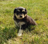 Ember, a female Australian Shepherd and Pomeranian for sale in Clare, MI – 3 of 5