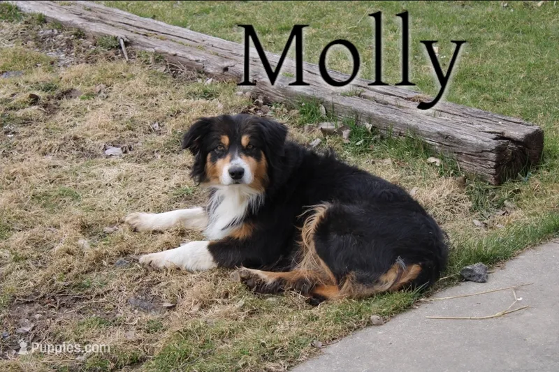 Molly  – Australian Shepherd puppy for sale in Clare, MI