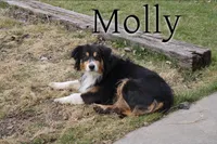Molly , a female Australian Shepherd for sale in Clare, MI – 1 of 3