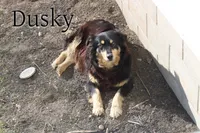 Molly , a female Australian Shepherd for sale in Clare, MI – 3 of 3