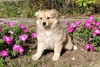 Maple, a female Australian Shepherd and Pomeranian for sale in Clare, MI – 3 of 4