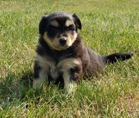 Ember, a female Australian Shepherd and Pomeranian for sale in Clare, MI – 4 of 5