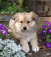 Maple, a female Australian Shepherd and Pomeranian for sale in Clare, MI – 4 of 4