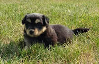 Ember, a female Australian Shepherd and Pomeranian for sale in Clare, MI – 5 of 5