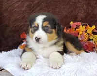 Kylo, a male Australian Shepherd for sale in Clare, MI – Photo 2 of 2