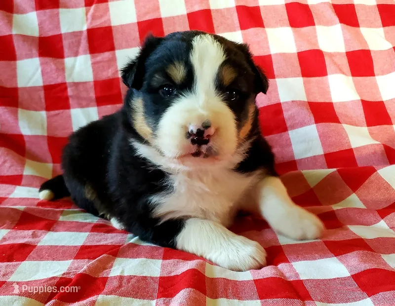 Bruno, a male Australian Shepherd for sale in Clare, MI – Photo 1 of 2