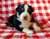 Bruno, a male Australian Shepherd for sale in Clare, MI – Photo 1 of 2
